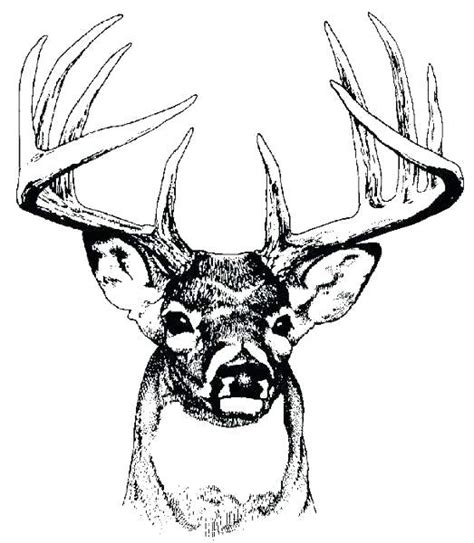 Deer Head Coloring Pages At Free Printable Colorings