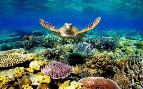 Sea Turtle Swimming Underwater Scene With Coral Beautiful Desktop