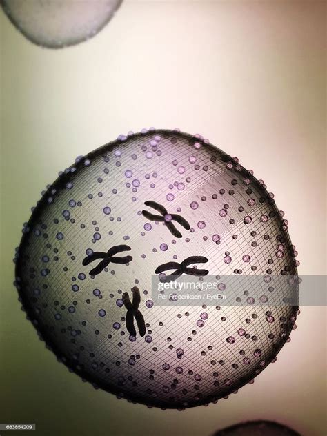 Yeast Cell Seen Through Microscope High Res Stock Photo Getty Images