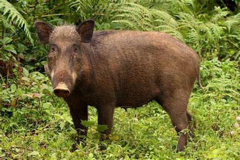 Fakta Baru Babi Hutan Serang Warga Ukuran Lebih Besar Dari Kambing