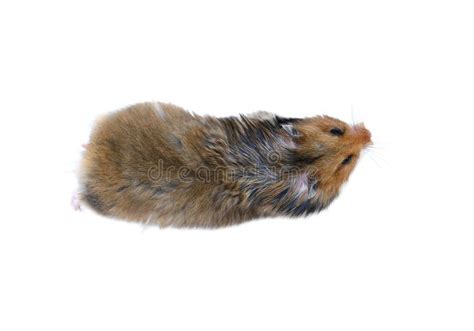 Brown Syrian Hamster Isolated View From Above Stock Image Image Of