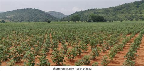 1249 Botswana Agriculture Images Stock Photos And Vectors Shutterstock