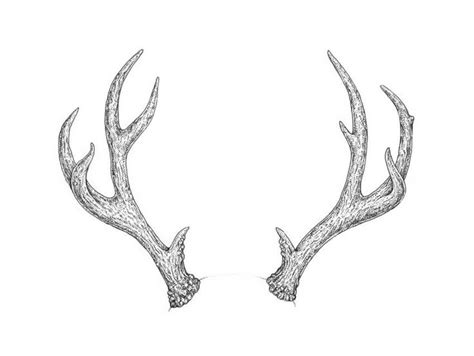 How To Draw Antlers Step By Step Deer Drawing Antler Drawing Antler