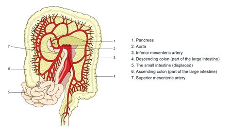 Mesenteries Anatomy Anatomy Drawing Diagram