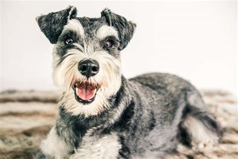 How To Enjoy Your Schnauzer And Eliminate Problems PetHelpful