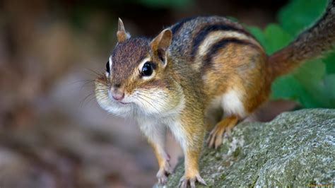 Squirrel Animal Cute Wallpapers Hd Desktop And Mobile