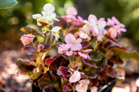 11 Great Shade Plants For Container Gardens