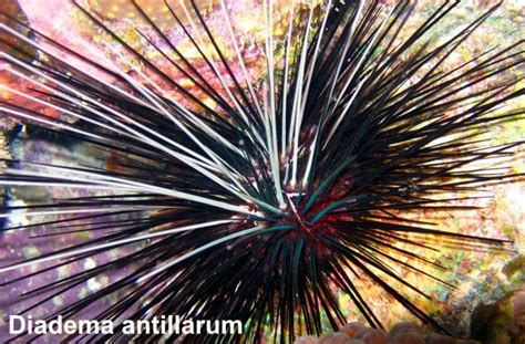 Diadema Antillarum Caribbean Sea