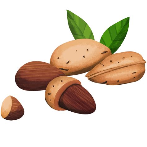 Nuts Clipart Oil Seed Nuts Oil Seed Transparent Free For Download On