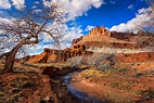 Capitol Reef National Park Conservation Images | Dave Koch Photography