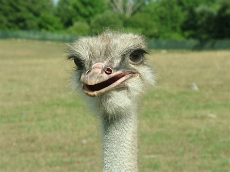 Free Ostrich With Head In Sand Photos And Pictures Freeimages