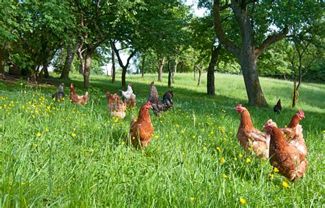 3 selecting and buying the chickens. Free Range Chicken On Organic Farm Stock Photo - Download ...