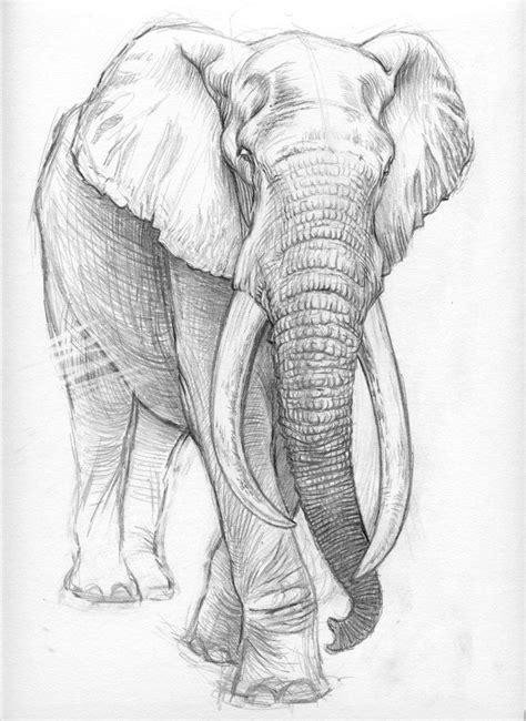 84 Best Animal Sketches Images On Pinterest Animal Drawings Animal