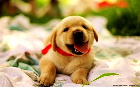 Cute Baby Puppies Wallpapers Amazing Wallpapers