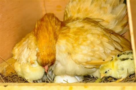 Hens Hatching Eggs Stock Image Image Of Coop Nature 89452005