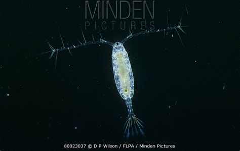 Copepod Stock Photo Minden Pictures