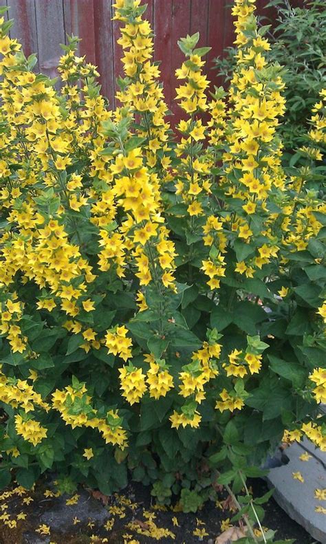 Tall Perennial Yellow Flowers Identification