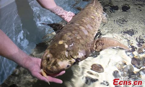Meet Methuselah The Worlds Oldest Living Aquarium Fish In Us Global