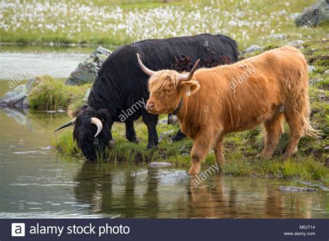 Scottish Highland Cattle On The Alpine Pasture Scheidseen Galtür