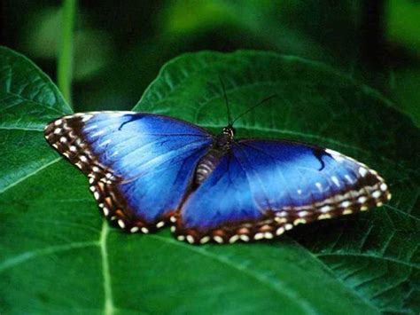Natures Beauty Beautiful Blue Butterfly