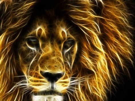 Lion Cool Wallpapers Wallpaper Cave