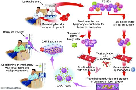 Manufacturing Process For Anti Cd Chimeric Antigen Receptor T Cell