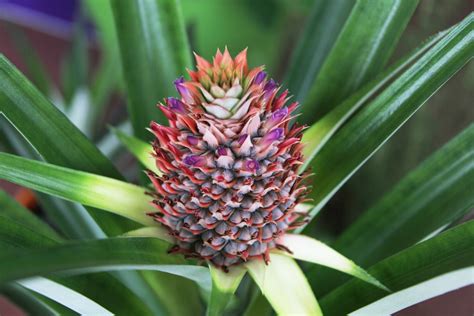 Pineapple Plant Care Top Tips For Healthy Plants
