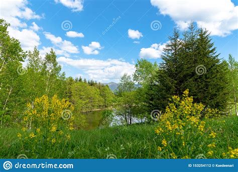 Beautiful Forest Mountain Scenery At Lakeside Stock Photo Image Of