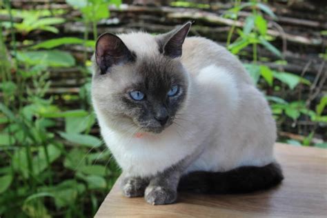 Best Siamese Kitten Stock Photos Pictures And Royalty Free Images Istock