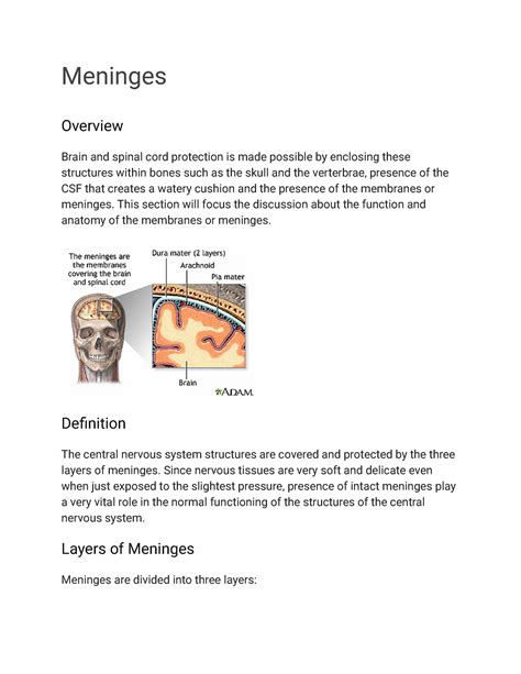 Meninges Carmines Meninges Overview Brain And Spinal Cord