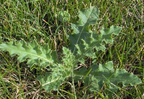 Weed Of The Week Canadian Thistle