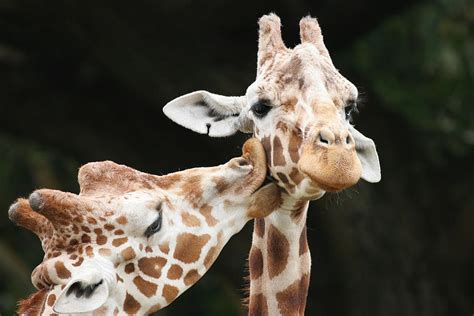 Giraffes Kissing Tattoo