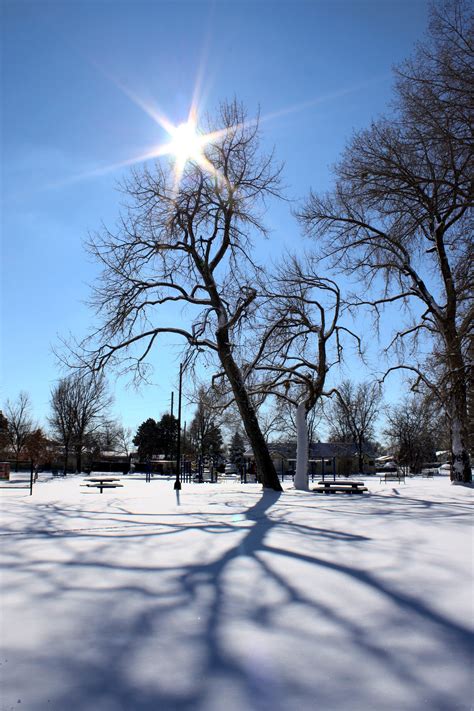 Winter Sun and Tree Shadows on Snow Picture | Free Photograph | Photos ...