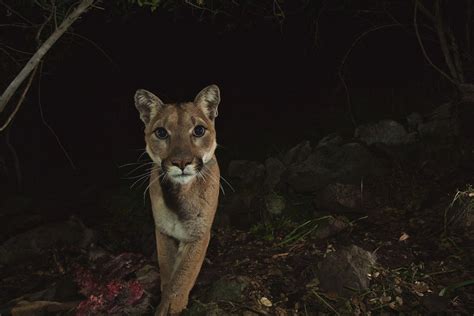 Mystery Cats Newslink Rash Of Cougar Sightings In Downtown Ashland
