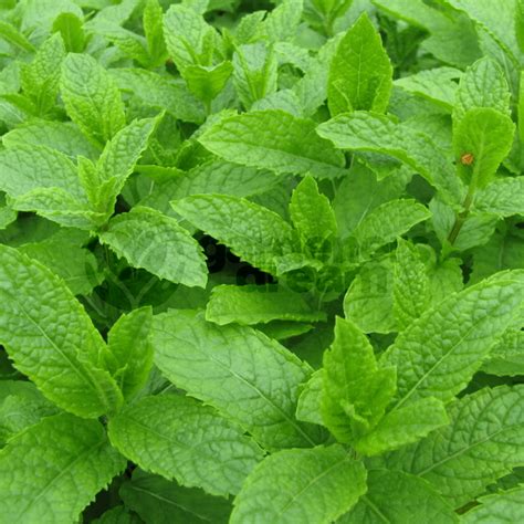 Mint Moroccan 1 Plant Garden Kitchen Herb For Cooking
