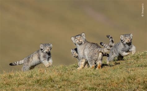 Las Mejores Fotografías De Vida Salvaje Y Ganadoras De Wildlife