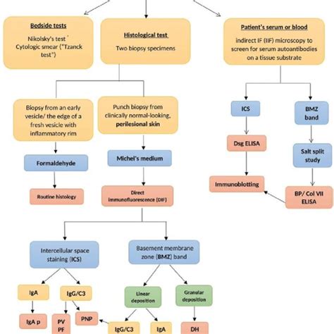 Autoimmune Blistering Diseases Aibds Diagnostic Approach To Patients