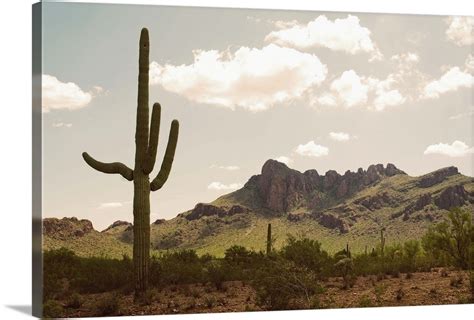 Desert Landscape With Saguaro Cacti Arizona Wall Art Canvas Prints