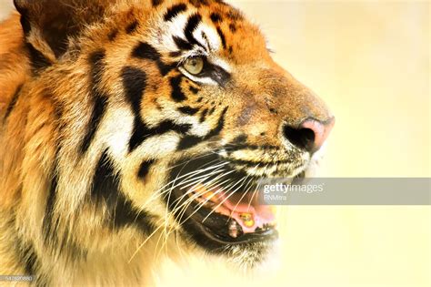 Angry Face Of Royal Bengal Tiger Panthera Tigris India High Res Stock