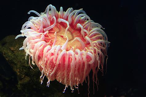 Sea Anemone A Carnivorous Invertebrate With Venom Filled
