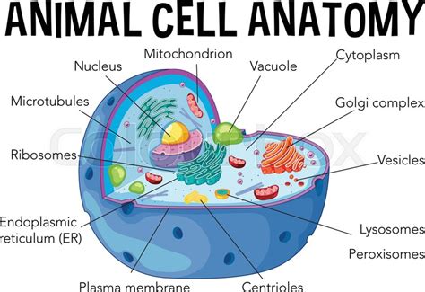 All organisms are made up of cells (or in some cases, a single cell). Diagram of animal cell anatomy ... | Stock vector | Colourbox