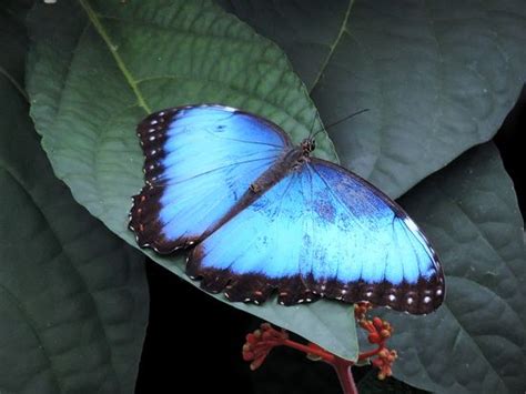 Papillons en liberté Shandara net