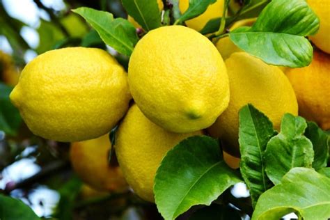 Where Do Lemon Trees Grow Gardeneco
