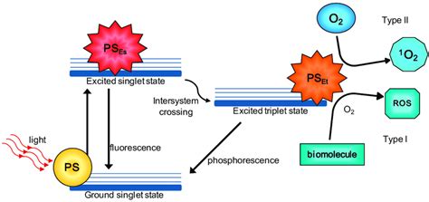 Type I And Type Ii Reactions In Pdt Photodynamic Therapy Schematic