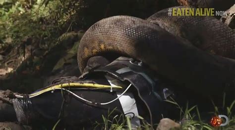 Anaconda Eats Man Discovery