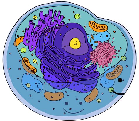 An animal cell is the smallest unit that makes up the varied tissues of animal species. What Are Organelles? — Definition & Overview - Expii