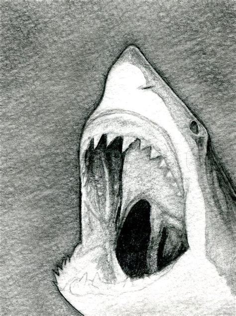 How To Draw A Shark Head Step By Step Drawing Guide By Finalprodigy