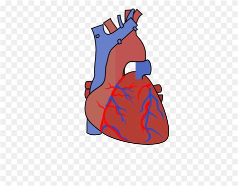 Heart Diagram Vein Clip Art Diagram Clipart Flyclipart