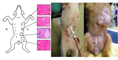 Breast Cancer In Cats And Dogs Urban Animal Veterinary