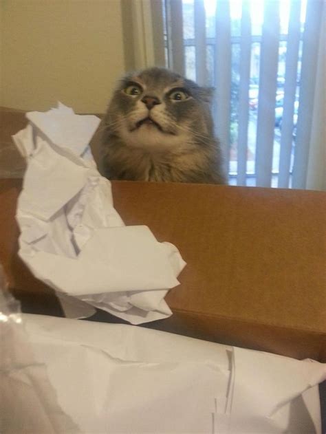 31 Cats Who Have Seen Things You Wouldnt Believe Stupid Cat Cat
